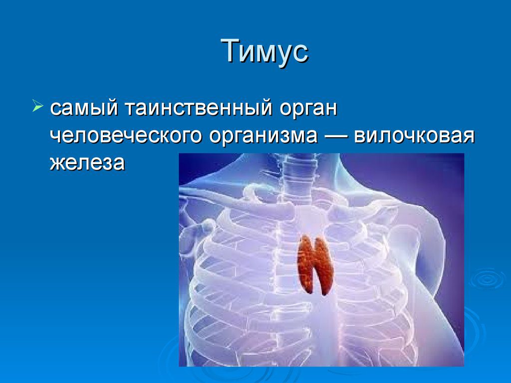 Сделать УЗИ вилочковой железы