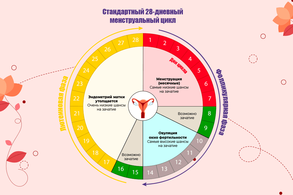Сколько идут месячные