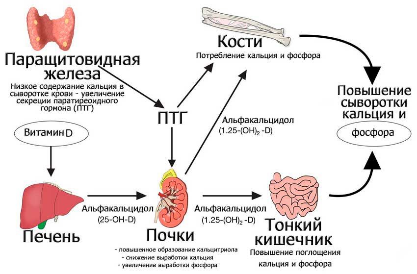 Паратгормон цена