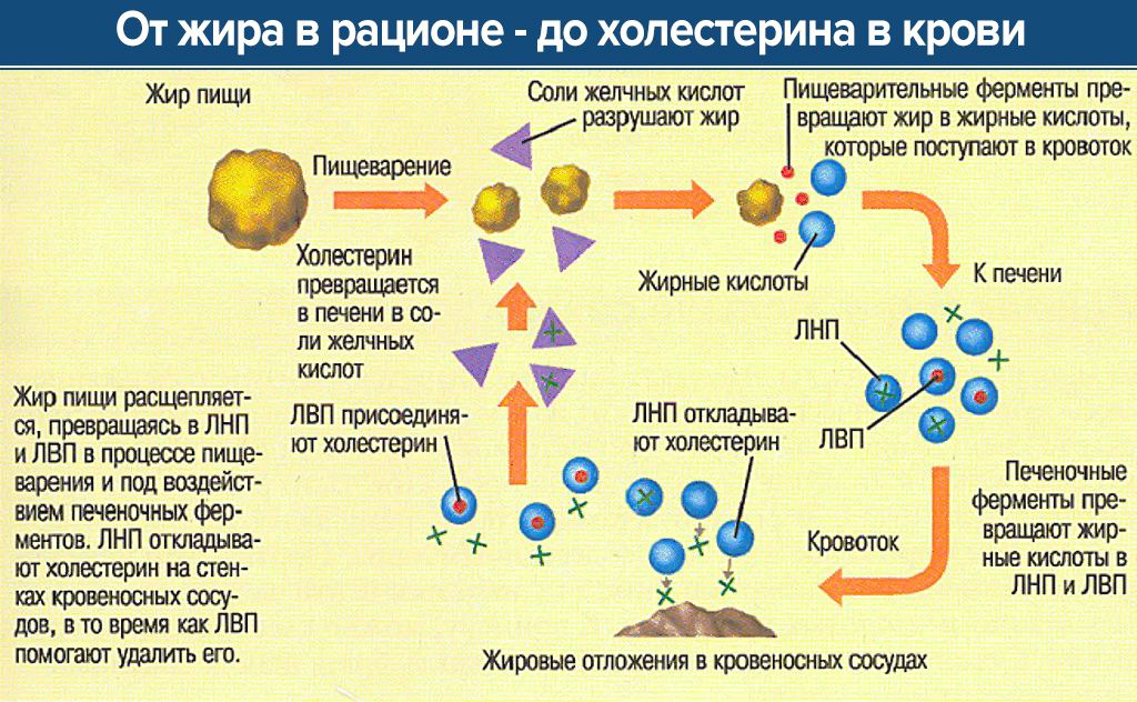 Роль желчных кислот