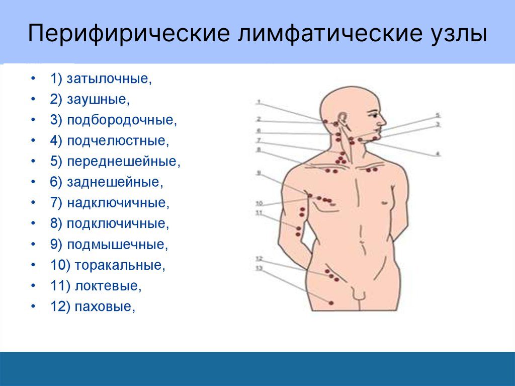 УЗИ лимфоузлов цена